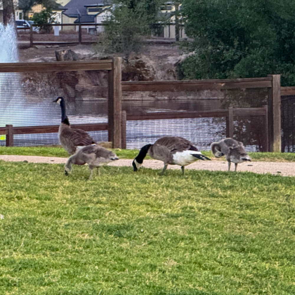 Geese in Rocklin Park