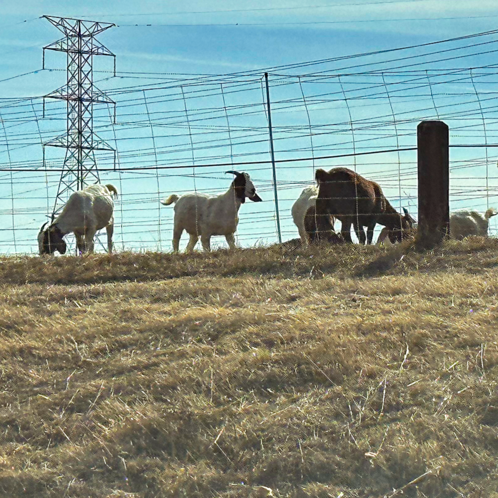 Roseville Goats